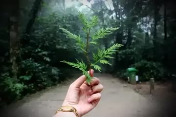 hand holding a small branch with green leaves walking along a forest path